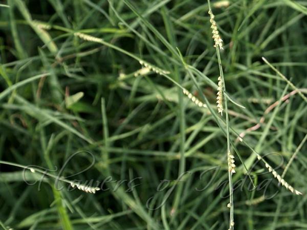 Yellow Watercrown Grass