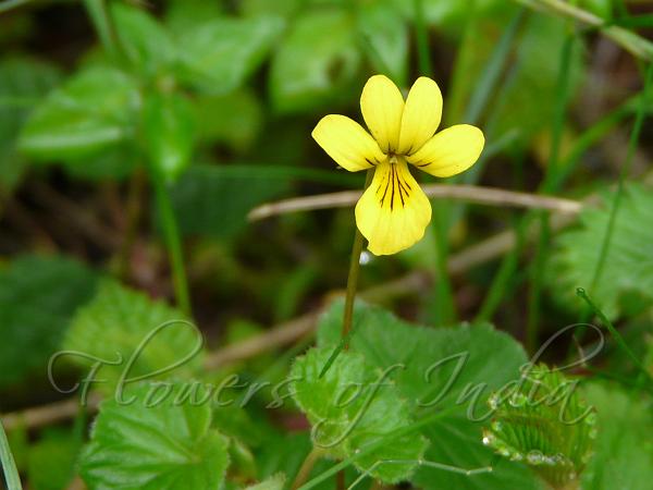 Yellow Wood Violet