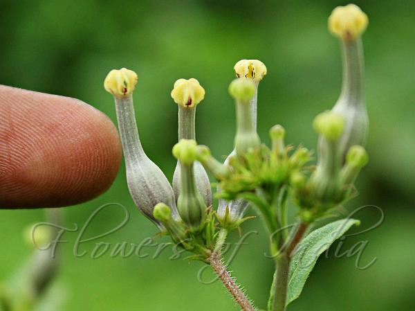 Yellow-Head Grey Ceropegia