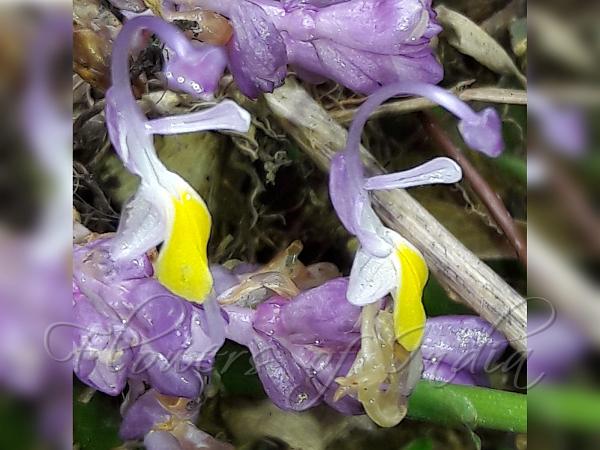 Yellow-Tail Swan Flower
