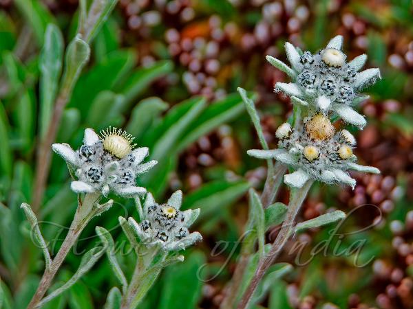 Yellowish Edelweiss