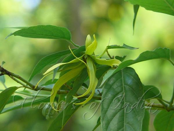 Ylang Ylang