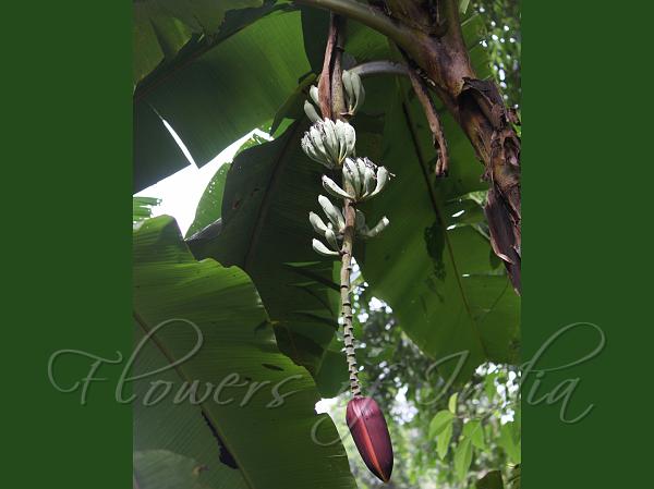 Yunnan Banana