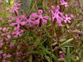 Adriatic Soapwort