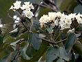 African Cordia