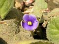 African Violet