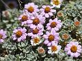 Alpine Ground Daisy