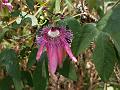 Amethyst Passion Flower