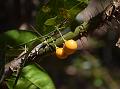 Andaman Climbing Orange