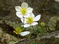 Anemone Isopyrum