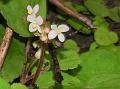 Arunachal Begonia