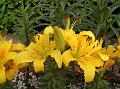 Asiatic Lily