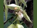 Assam Coelogyne