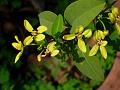 Australian Gold Vine