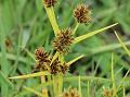 Bearded Flatsedge