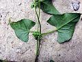Black Bindweed