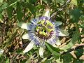 Blue Passion Flower