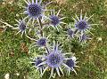 Blue Sea Holly
