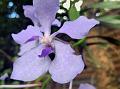 Blue Vanda