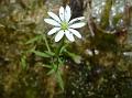 Bog Chickweed