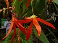 Bolivian Begonia
