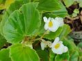 Brazilian Begonia