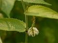 Bristly Climbing Nettle