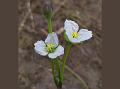 Broadleaf Flowering Rush
