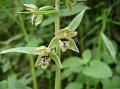 Broadleaf Helleborine