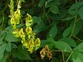 Broom Rattlepod