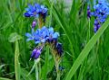 Bugloss Alpine Bluebell