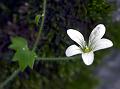 Bulblet-Bearing Saxifrage