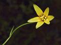 Bulblet-Bearing Yellow Star