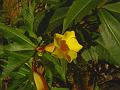 Bush Allamanda