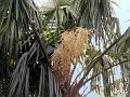 Cabbage Palm