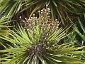 Cabbage Tree