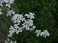 Candytuft