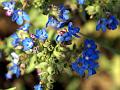 Cape Forget-Me-Not