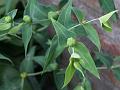 Caper Spurge