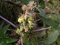 Castor Bean Plant