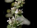 Catnip