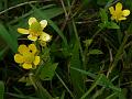 Celery-Leaved Buttercup