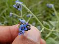 Ceylon Forget-Me-Not