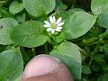 Chickweed