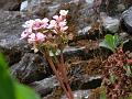 Chinese Bergenia