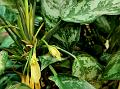 Chinese Evergreen