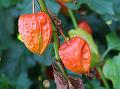 Chinese Lantern Plant