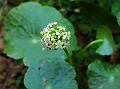Chinese Pennywort
