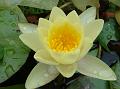 Chromatella Waterlily
