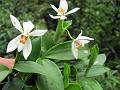 Clustered Coelogyne